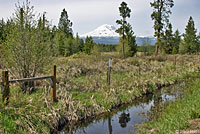 Oregon Spotted Frog Habitat