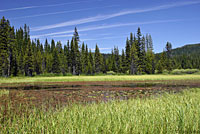 Oregon Spotted Frog Habitat