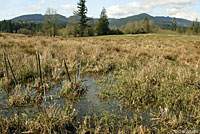 Oregon Spotted Frog Habitat