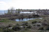 Great Basin Spadefoot habitat