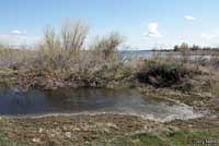 Great Basin Spadefoot Habitat