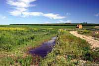 Great Basin Spadefoot habitat