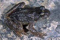 Rocky Mountain Tailed Frog