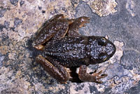 Rocky Mountain Tailed Frog