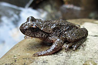 Rocky Mountain Tailed Frog