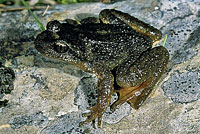 Rocky Mountain Tailed Frog