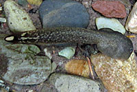 Rocky Mountain Tailed Frog