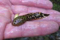 Rocky Mountain Tailed Frog tadpole