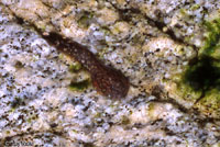 Rocky Mountain Tailed Frog tadpole