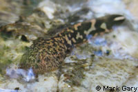 Rocky Mountain Tailed Frog tadpole