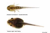 Central Long-toed Salamander larva with tadpole