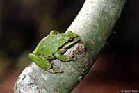 Northern Pacific Treefrog