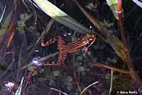 Northern Red-legged Frog