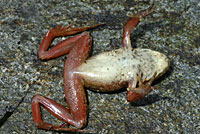 Northern Red-legged Frog