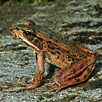 Northern Red-legged Frog