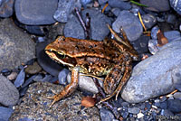 Northern Red-legged Frog