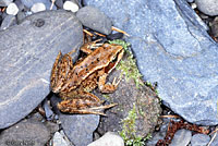 Northern Red-legged Frog