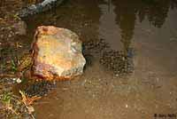 Cascades Frog Eggs