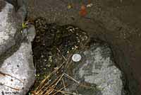 Cascades Frog Eggs