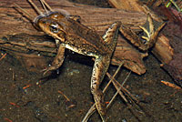 Cascades Frog