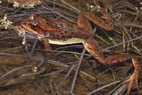 Cascades Frog