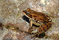 Cascades Frog