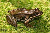 Cascades Frog