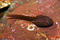 Cascades Frog Tadpoles