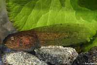 Cascades Frog