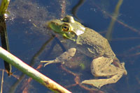 American Bullfrog