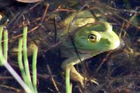 American Bullfrog