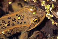 Columbia Spotted Frog