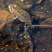 Columbia Spotted Frog