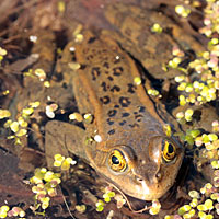 Columbia Spotted Frog