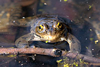 Columbia Spotted Frog