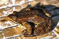 Columbia Spotted Frog