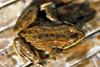 Columbia Spotted Frog