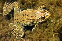 Columbia Spotted Frog