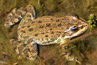 Columbia Spotted Frog