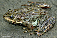 Columbia Spotted Frog