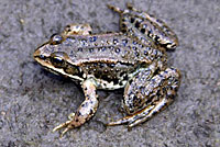 Columbia Spotted Frog