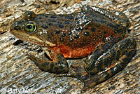 Oregon Spotted Frog