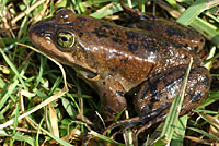 Oregon Spotted Frog