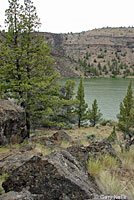 Great Basin Fence Lizard habitat