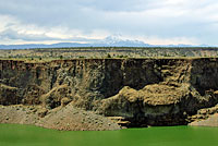 Plateau Striped Whiptail habitat