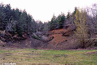 Northwestern Alligator Lizard habitat