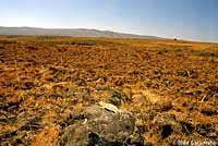 Pygmy Short-horned Lizard habitat