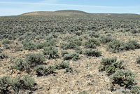 Pygmy Short-horned Lizard habitat