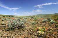 Pygmy Short-horned Lizard habitat