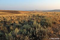 Short-horned Lizard habitat